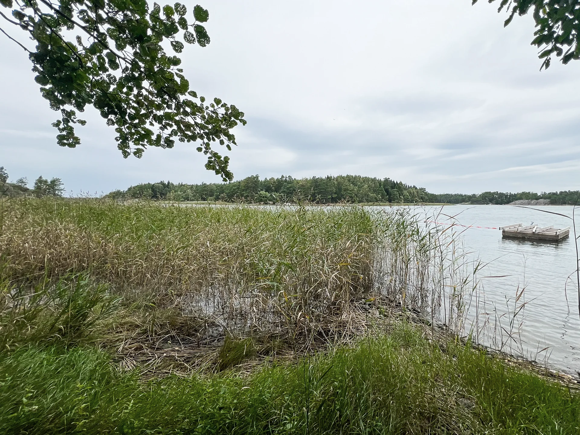 Sama saaristoranta ennen kaislanleikkuuta